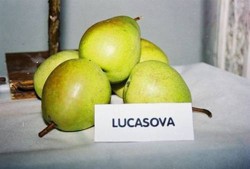 Lucasova