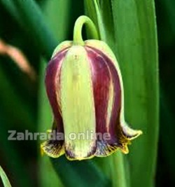 Řebčík - Fritillaria acmopetala