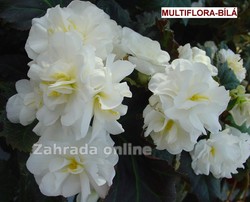 multiflora Bílá