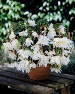 Begonia  pendula bílá