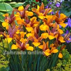 Iris hollandica Bronze Queen