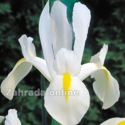 Iris hollandica White Excelsior