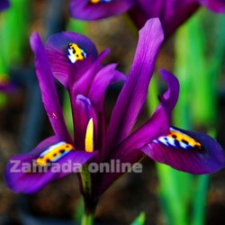 Kosatčík - Iris reticulata J.S.Dijt