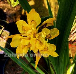 Kosatec - Iris pseudacorus Flora Plena