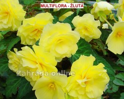 multiflora Žlutá