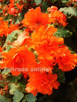 multiflora Oranžová