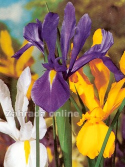 Iris holandika směs barev