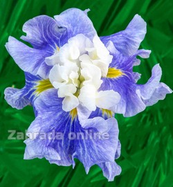 Kosatec - Iris ensata Sugar DOME