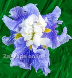 Kosatec - Iris ensata Sugar DOME