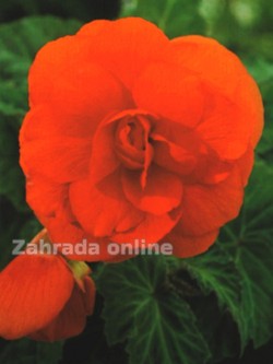 Begónie - velkokvětá Oranžová